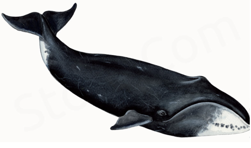 THE BOWHEAD WHALE - YOUNGEST LEVEL - THE ICEFJORD CENTRE